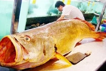 Loài cá quý hiếm bậc nhất Việt Nam, hàng tỷ đồng mỗi cân