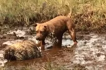 Hung hăng săn nhím, chú chó nhận cái kết đắng lòng 