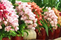 Cây cảnh hút lộc ngày Tết, hoa to vừa đẹp vừa thơm