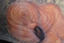 Loại gỗ đắt hơn vàng, hương thơm ngát cả trăm ngàn năm 