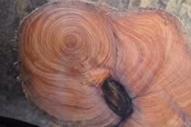 Loại gỗ đắt hơn vàng, hương thơm ngát cả trăm ngàn năm 