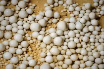 Đang đào mương, bất ngờ đụng trúng “kho báu” 480 triệu tuổi 