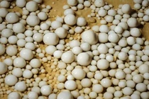 Đang đào mương, bất ngờ đụng trúng “kho báu” 480 triệu tuổi 