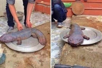 Sinh vật kỳ quái từng xuất hiện ở Việt Nam, thế giới phát hoảng