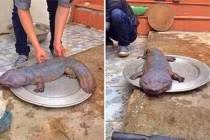 Sinh vật kỳ quái từng xuất hiện ở Việt Nam, thế giới phát hoảng