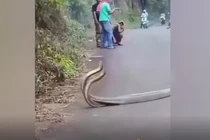 Đang đi bộ, sốc nặng thấy cặp đôi “quái thú" làm chuyện động trời 