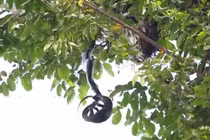 “Quái thú” vắt vẻo treo mình trên cây, bất ngờ làm chuyện ám ảnh 