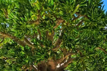 3 loài cây hút lộc trồng đón Tết, tiền cứ thế ùa về