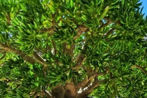 3 loài cây hút lộc trồng đón Tết, tiền cứ thế ùa về