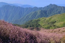 Ngắm “sắc tím” trên đỉnh Tà Chì Nhù