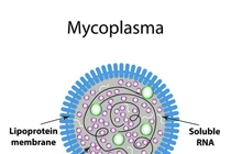 Bệnh lạ ở Nga: Vi khuẩn Mycoplasma nguy hiểm thế nào?