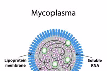 Bệnh lạ ở Nga: Vi khuẩn Mycoplasma nguy hiểm thế nào?