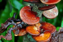 Ghi nhận 3 trường hợp ngộ độc khi dùng nấm linh chi trị ung thư