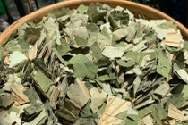 Loại lá to tròn, phơi khô hóa "thuốc quý đa năng", nước ta có quanh năm
