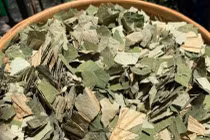 Loại lá to tròn, phơi khô hóa "thuốc quý đa năng", nước ta có quanh năm