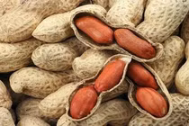 Bất ngờ lạc là nhân sâm giới ngũ cốc, chữa nhiều bệnh