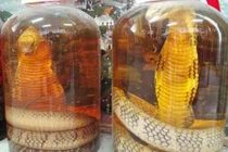 Rượu rắn, cao xương rắn giúp cường dương, trị xương khớp?