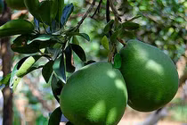 Lá bưởi: "Điều may mắn" cho năm mới