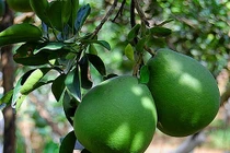 Lá bưởi: "Điều may mắn" cho năm mới