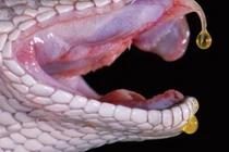 Nọc rắn quý hơn vàng… điều chế thuốc cứu người