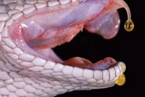 Nọc rắn quý hơn vàng… điều chế thuốc cứu người