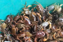 “Thần dược” cho tuyến giáp nên bổ sung thường xuyên