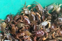 “Thần dược” cho tuyến giáp nên bổ sung thường xuyên