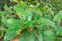 BS Nguyễn Văn Thái