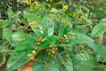 BS Nguyễn Văn Thái