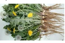 Loại rau "tốt nhất thế giới", ở nước ta mọc um tùm như cỏ...