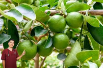 Loại quả được ví như “vàng xanh” cho sức khỏe, chữa nhiều bệnh