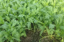 Những người tuyệt đối không nên ăn rau cải cúc kẻo mang bệnh vào người