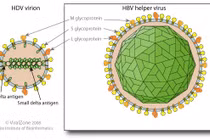 Đối tượng cần xét nghiệm để phát hiện nhiễm virus viêm gan D