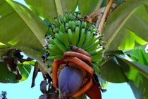 Loài chuối cực hiếm cho 300 quả mỗi buồng, có tiền chưa chắc mua được