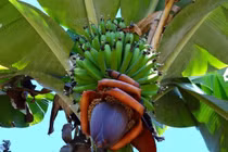 Loài chuối cực hiếm cho 300 quả mỗi buồng, có tiền chưa chắc mua được