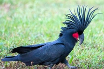 5 loài chim đắt nhất hành tinh được nuôi làm thú cưng