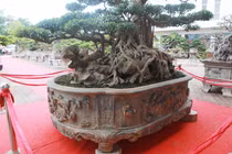 Sửng sốt sanh cổ 300 tuổi rễ ôm đá đẹp nhất Việt Nam