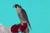 Chim quý khiến đại gia "chốt nóng", vung 2,7 tỷ mua liền tay 