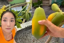 Mê mẩn vườn cây trái sai trĩu quả trên sân thượng nhà MC Cát Tường