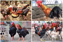 Gà tiến vua được săn lùng dịp Tết giá “chát” cỡ nào?