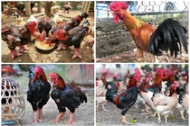 Gà tiến vua được săn lùng dịp Tết giá “chát” cỡ nào?