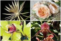 10 loài hoa đắt nhất hành tinh