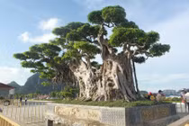 Cận cảnh cây sanh trong chậu lớn nhất Việt Nam khiến đại gia mê mẩn 