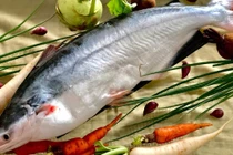 Cá “đại gia” nức tiếng Nam Bộ đắt cỡ nào? 