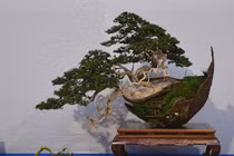 Mãn nhãn 10 tác phẩm bonsai độc đáo và đẹp nhất hành tinh 
