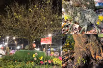 Ngắm cây mai trăm tuổi, trị giá hàng tỉ đồng