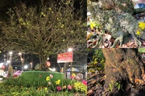 Ngắm cây mai trăm tuổi, trị giá hàng tỉ đồng