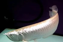 Tiết lộ bất ngờ về loài cá 10 tỷ được tôn vinh “đế vương”