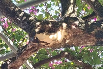 Ngỡ ngàng cây leo rào thành bonsai giá trăm triệu