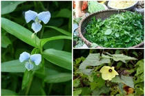 Cây dại mọc hàng rào, “hóa” đặc sản khiến dân thành phố thích mê